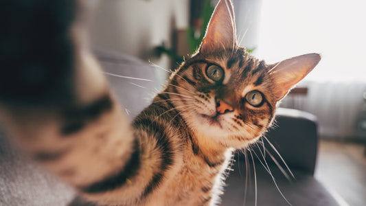 Keep Your Pets Hydrated: Smart Solutions for Cats & Dogs in 2025